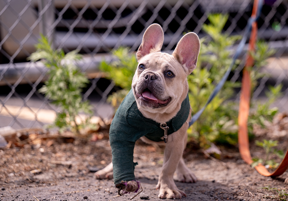 French bulldog with a green bandage wrapped on its front leg stands outside on a leash