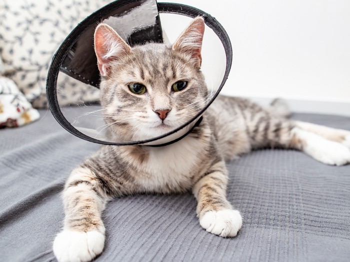 A grey and white tabby cat lying on a grey blanket while wearing a clear plastic Elizabeth cone collar around its neck, looking directly forward at the camera with a relaxed expression.